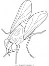 animali/insetti/housefly.JPG