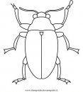 animali/insetti/insetto_115.JPG