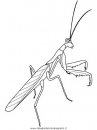 animali/insetti/praying-mantis.JPG