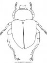 animali/insetti/scarab-beetle.JPG