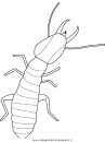animali/insetti/termite.JPG