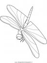 animali/libellule/dragonfly.JPG