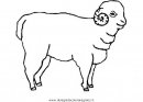 animali/pecore/montone_2.JPG