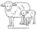 animali/pecore/pecora_3.JPG