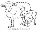 animali/pecore/pecora_3.JPG