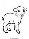 animali/pecore/pecora_pecore02.JPG