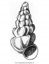 animali/pesci2/conchiglia_7.JPG