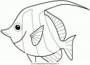 animali/pesci2/pesce_pesci_066.JPG