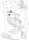 animali/pesci2/pesce_pesci_113.JPG