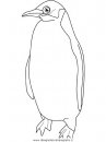 animali/pinguini/pinguini_pinguino_25.JPG