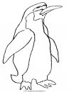 animali/pinguini/pinguino09.JPG