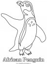 animali/pinguini/pinguino12.JPG