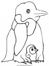 animali/pinguini/pinguino13.JPG