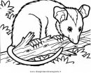 animali/roditori/opossum_1.JPG