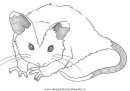 animali/roditori/opossum_3.JPG