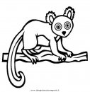 animali/scimmie/lemure_9.JPG
