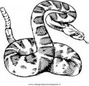 animali/serpenti/serpente_52.JPG