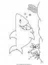 animali/squali/squalo_squali_32.JPG