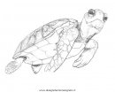 animali/tartarughe/tartaruga_33.JPG