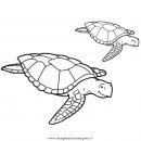 animali/tartarughe/tartaruga_34.JPG