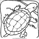 animali/tartarughe/tartaruga_tartarughe_12.JPG