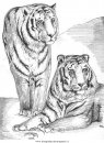 animali/tigri/tigre_13.JPG