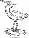 animali/uccelli/airone_aironi.JPG