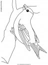 animali/uccelli/americangoldfinch.JPG