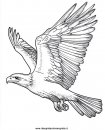 animali/uccelli/aquilotto.JPG
