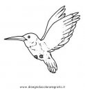 animali/uccelli/colibri.JPG