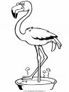 animali/uccelli/flamingo.JPG