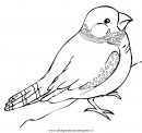 animali/uccelli/fringuello_1.JPG