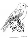 animali/uccelli/pinegrosbeak.JPG
