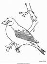 animali/uccelli/purplefinch.JPG