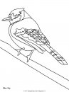 animali/uccelli/uccelli_12.JPG
