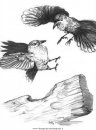 animali/uccelli/uccelli_230.JPG
