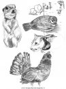 animali/uccelli/uccelli_284.JPG