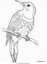 animali/uccelli/yellowhammer.JPG