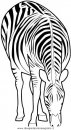 animali/zebre/zebra1.JPG