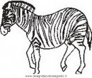 animali/zebre/zebra_29.JPG