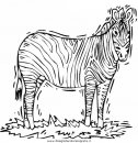 animali/zebre/zebra_37.JPG