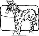 animali/zebre/zebra_41.JPG