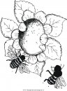 misti/giardino/sunflower.JPG