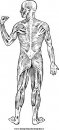 misti/richiesti15/anatomia.JPG