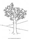 natura/alberi/piante_alberi_16.JPG