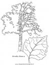 natura/alberi/piante_alberi_25.JPG