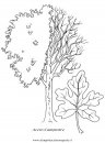 natura/alberi_speciali/acero.JPG