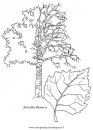 natura/alberi_speciali/betullaB.JPG