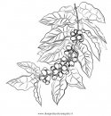 natura/alberi_speciali/caffe_04.JPG