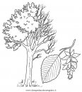 natura/alberi_speciali/carpino.JPG